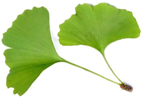 Insuvit enthält Ginkgo Bilobe